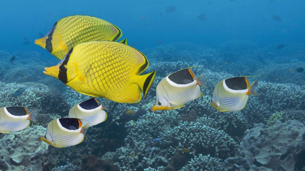 Colorful fish swimming along the coral reef in St Kitts