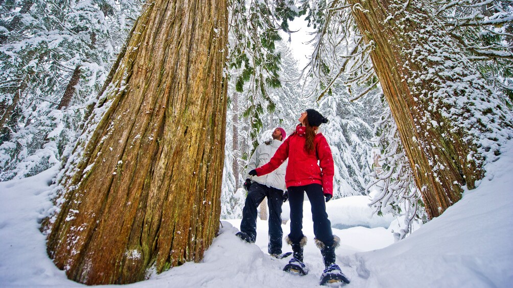 Snowshoeing couple walking through the woods in Whistler