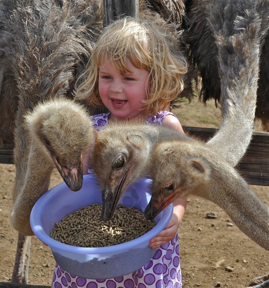 Foto 1 van 8. Hato Caves & Ostrich Farm Tour
