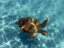 Snorkelling & Beach Safari