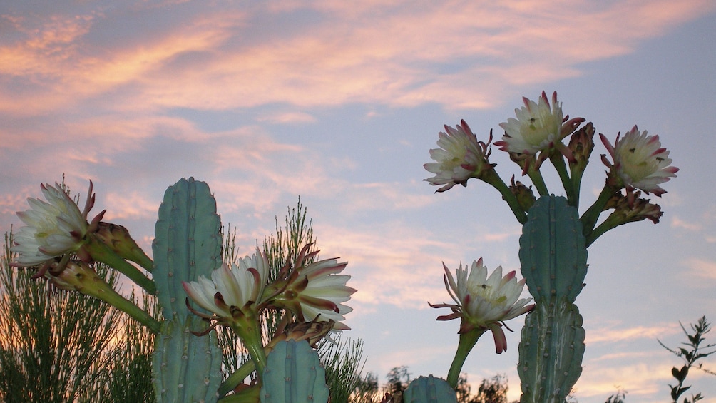 Blooming cacti as the sun sets over Sedona, Arizona