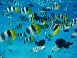 wrecks and tropical fishes snorkeling at 3:30pm