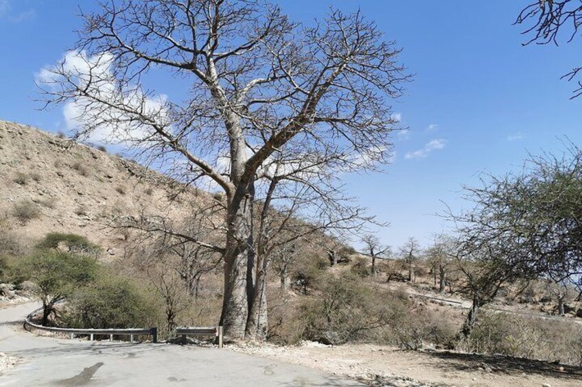 unique Baobab Tree