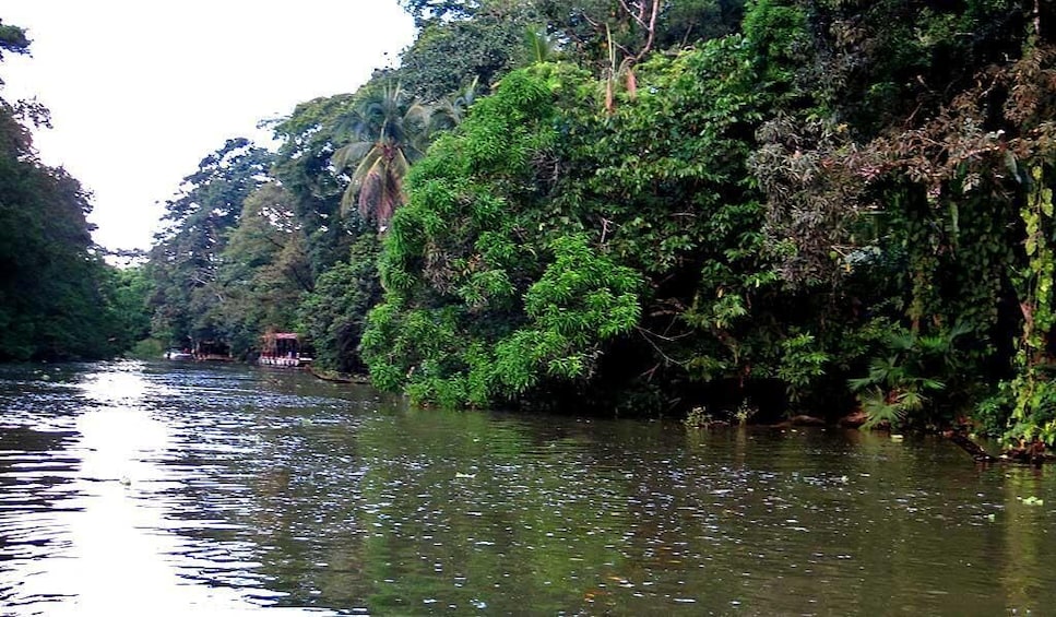 Cahuita National park (hiking) plus Tortuguero canals