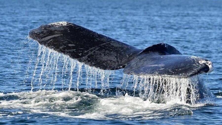 Whales and Dolphins Watching Tour Trincomalee