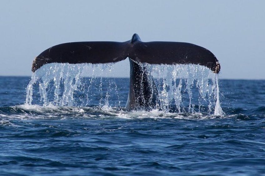 Whales and Dolphins Watching Tour Trincomalee