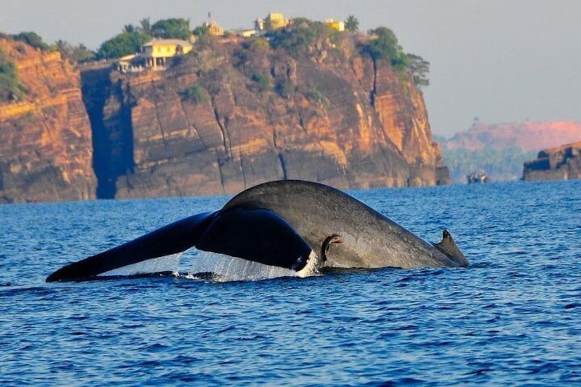 Whales and Dolphins Watching Tour Trincomalee