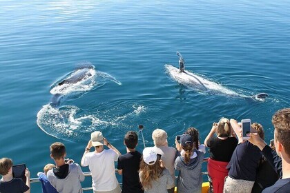 Whales and Dolphins Watching Tour Trincomalee