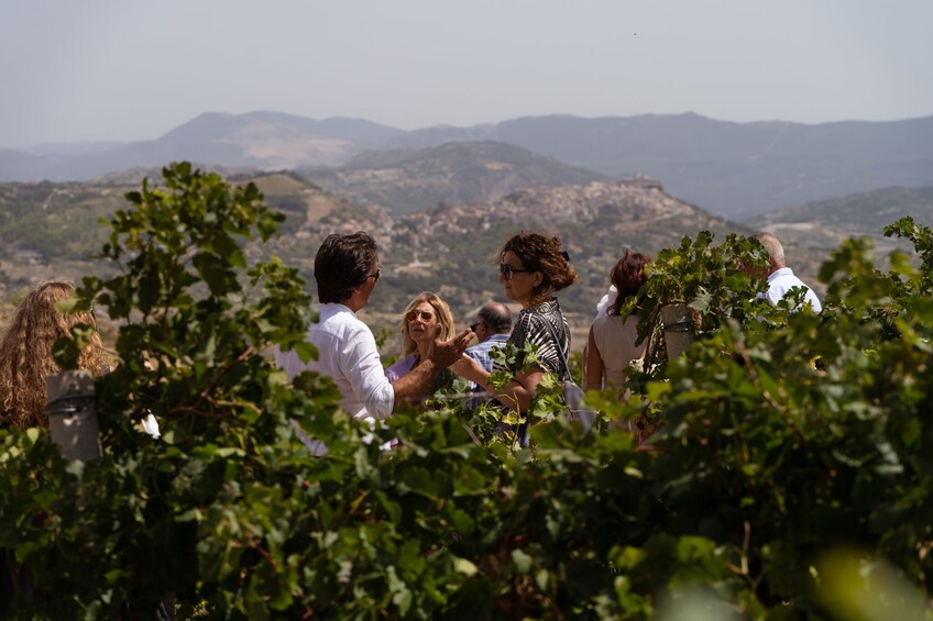 Guided Vineyard & Winery Tour - 3 Organic Wine Tasting
