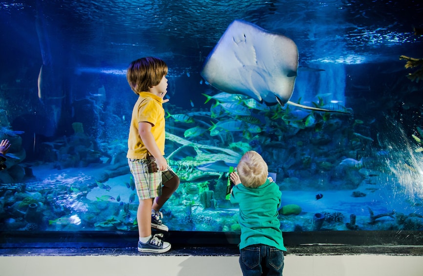 Aquarium sealife St Louis