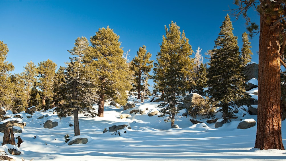 Snow-covered forest at Mount San Jacinto State Park in California