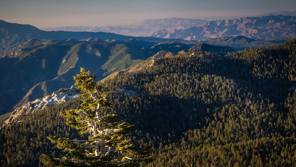 Aerial view of the forest and mountains of Mount San Jacinto State Park in California