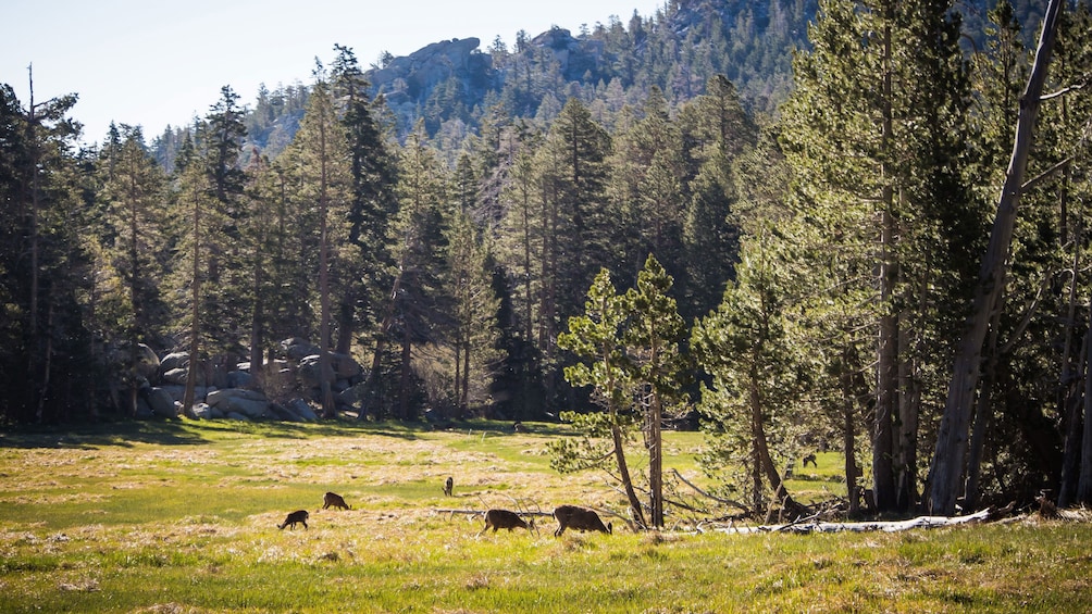 Deer grazing in a meadow surrounded by trees at Mount San Jacinto State Park in California