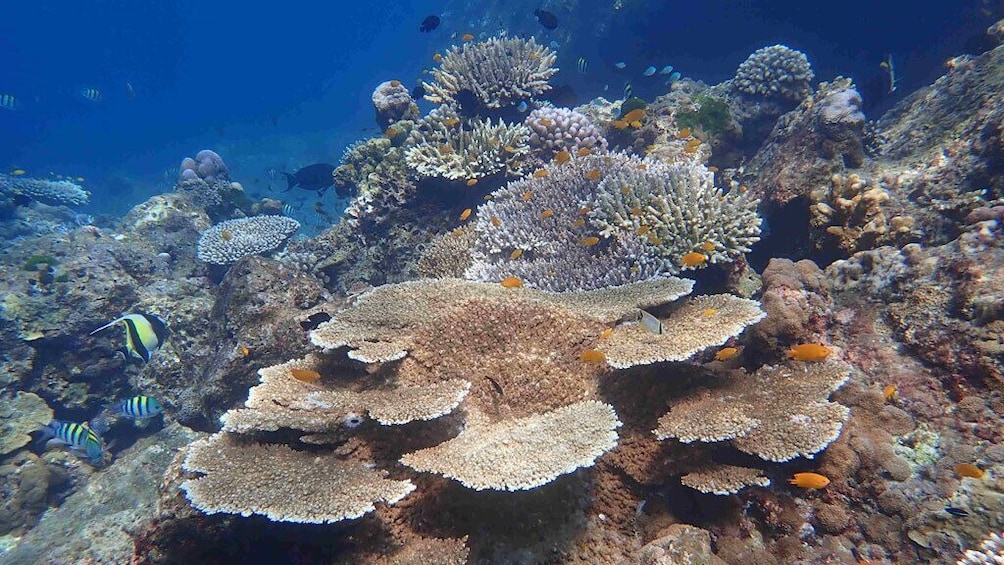 Surin Islands Snorkeling Trip from Phuket 