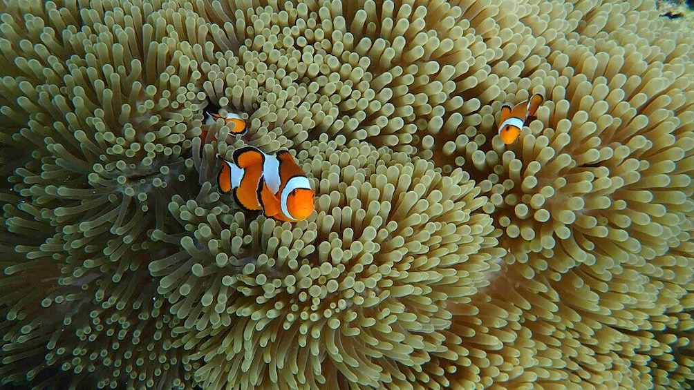 Surin Islands 2 Days 1 Night Trip from Phuket