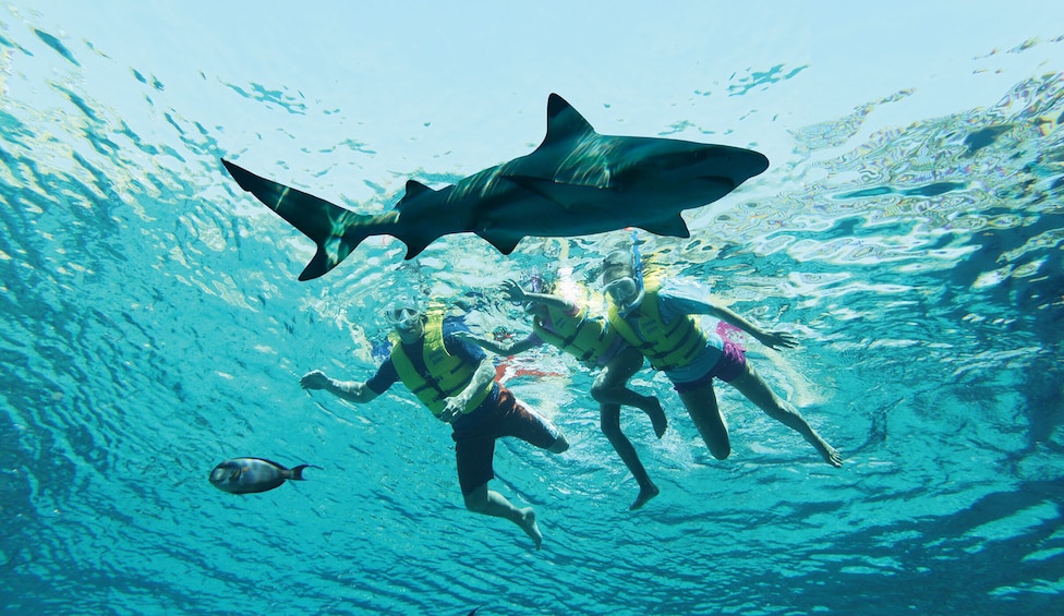 Snorkelers approach shark in waters of Dubai