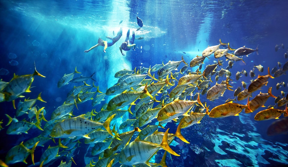 Snorkelers near a school of fish in Dubai