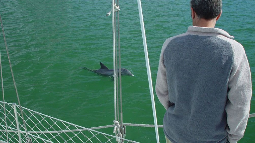 Dolphin swimming alongside the tour boat