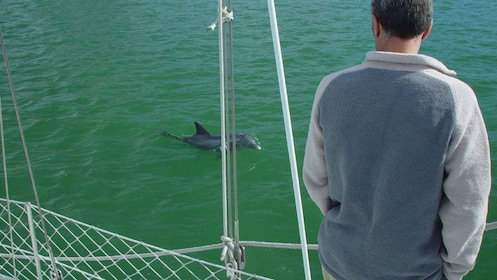 Dolphin Watching Tour