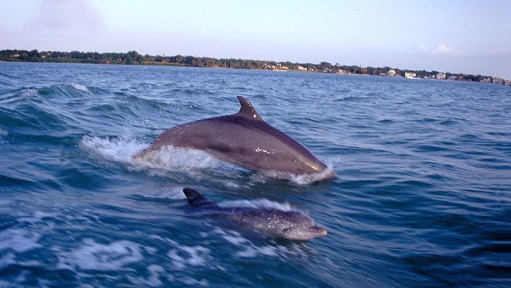 Pair of dolphins swimming alongside the tour boat in Florida
