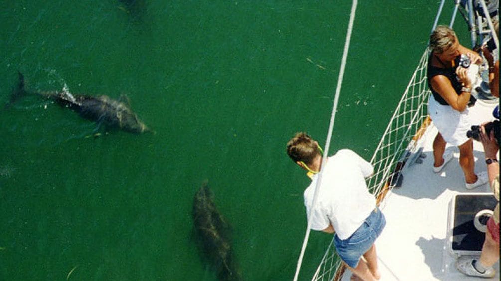 Pod of dolphins swim around the tour boat