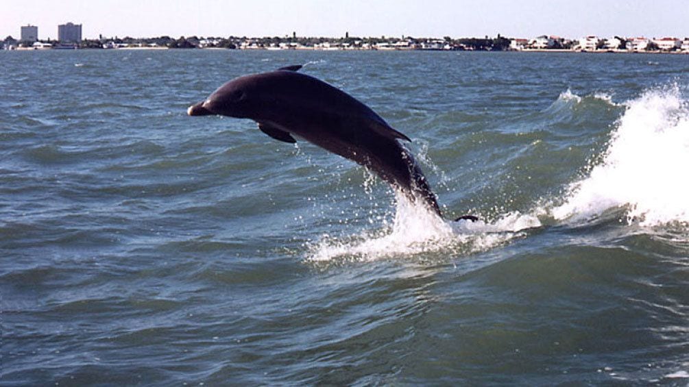 Dolphin breaching the water in Boca Ciega Bay