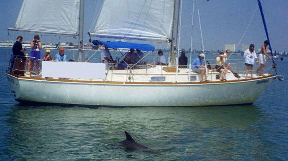 Tourists watching a dolphin swim by their sail boat