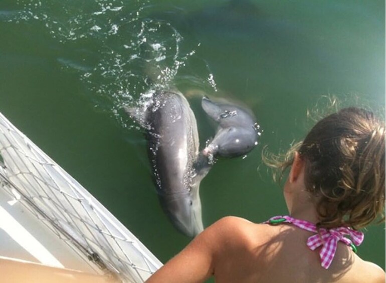 Dolphin Watching Tour