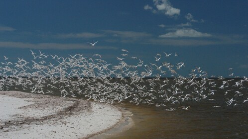 Everglades Boat Assisted Kayak Eco Tour - Chokoloskee ...