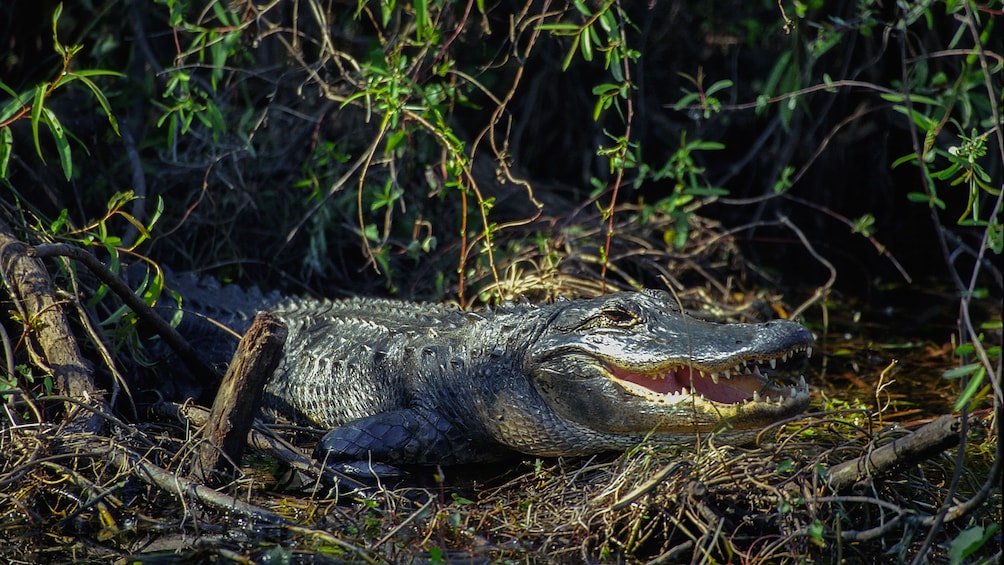 Summertime Florida Hiking – RH Photo Adventures