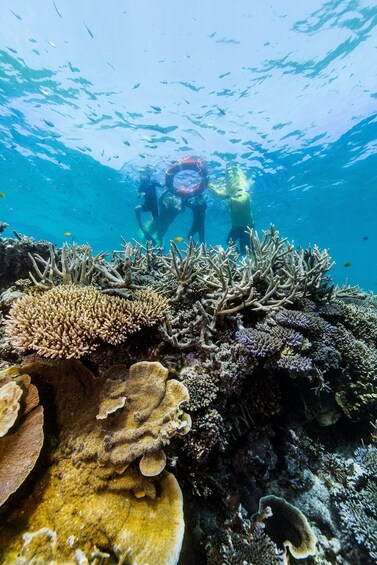 Great Barrier Reef Adventure to Reefworld