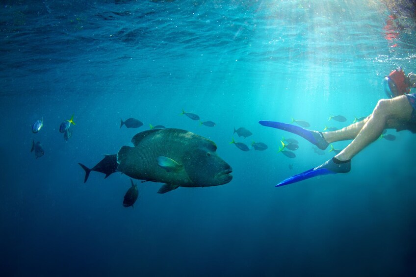 Great Barrier Reef Day Cruise to Reefworld