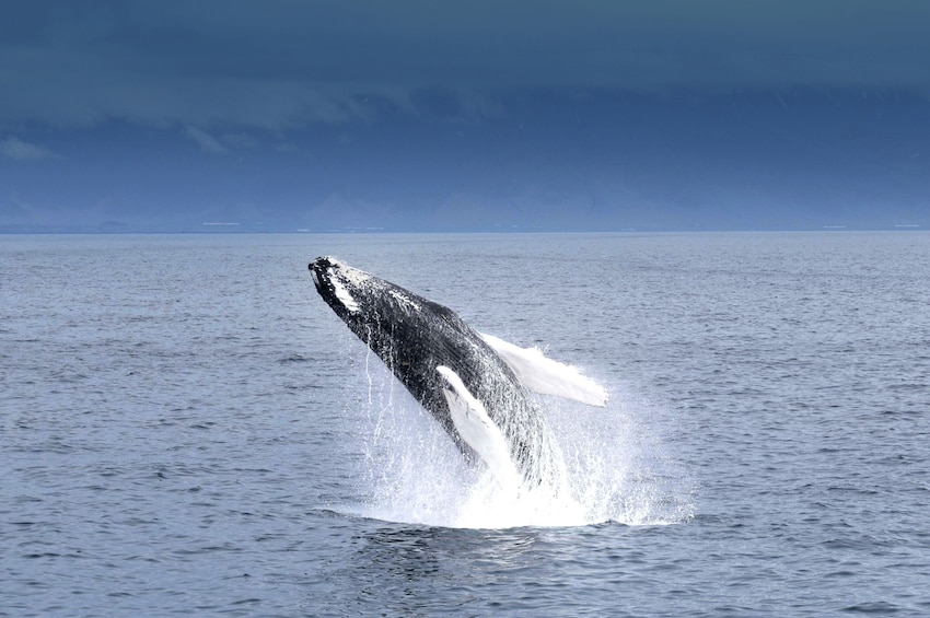 Half-Day Whale-Watching Cruise in Faxaflói Bay