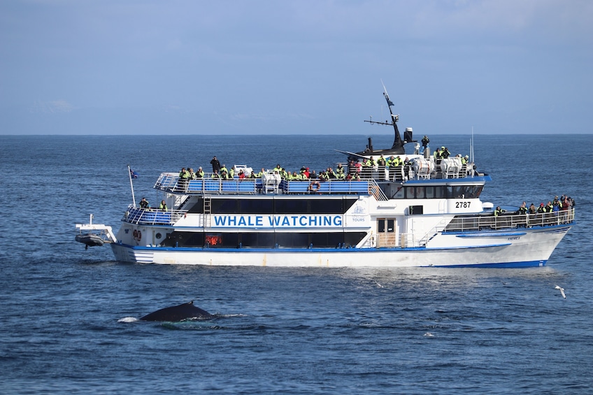 Half-Day Whale-Watching Cruise in Faxaflói Bay