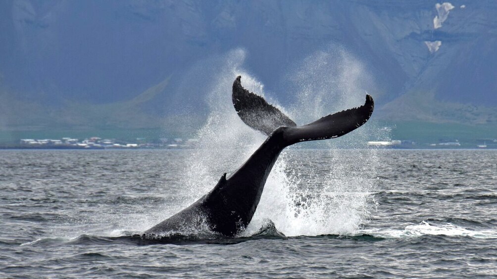 whale tail splashing 