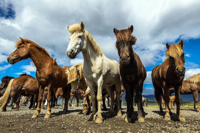 Horse Riding & Golden Circle Full-Day Tour