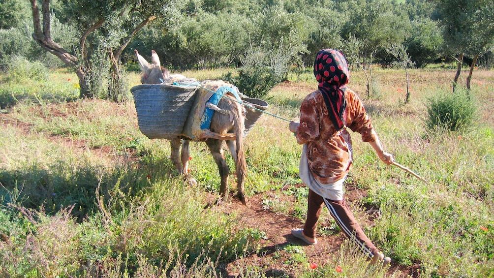 Local woman on a trail with a mule in Marrakech