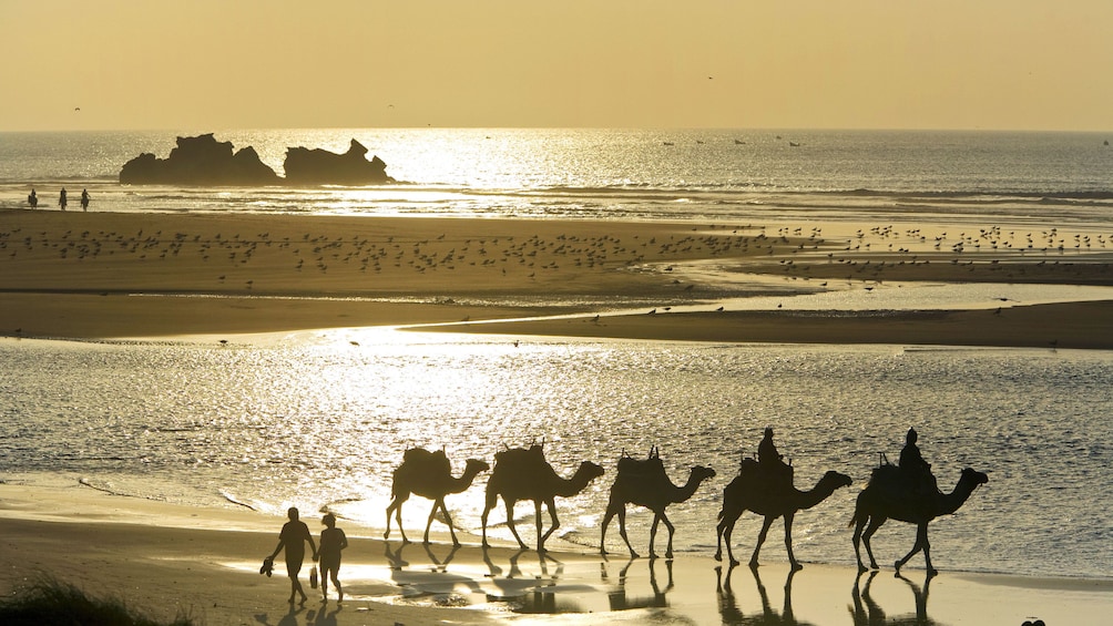 Silhouette of camel riding group on the beach in Essaouira