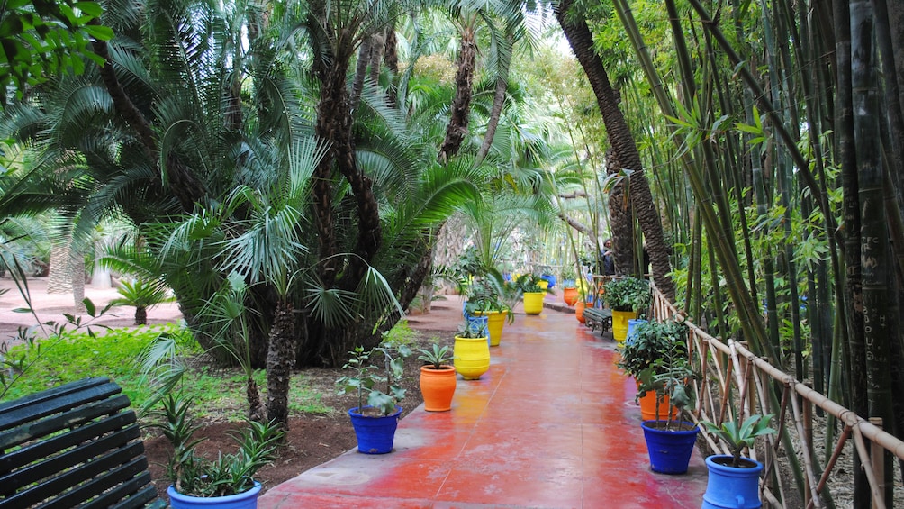 Lush palm grove at a garden in Marrakech