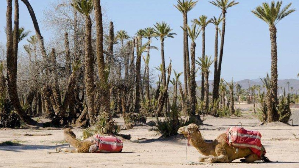 Camels lounging on the sand near a palm grove in Marrakech