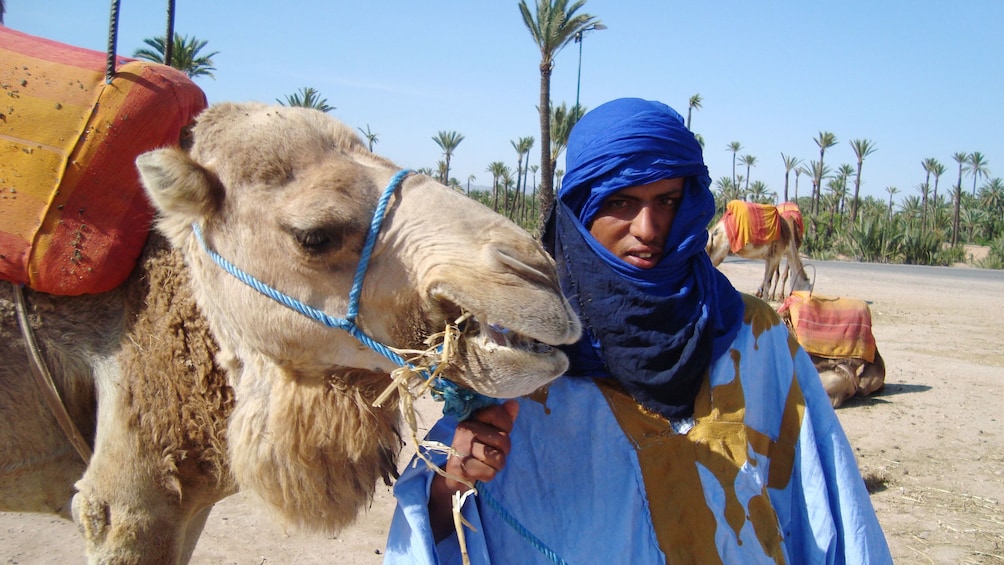 Tour guide holding the reins of a camel in Marrakech