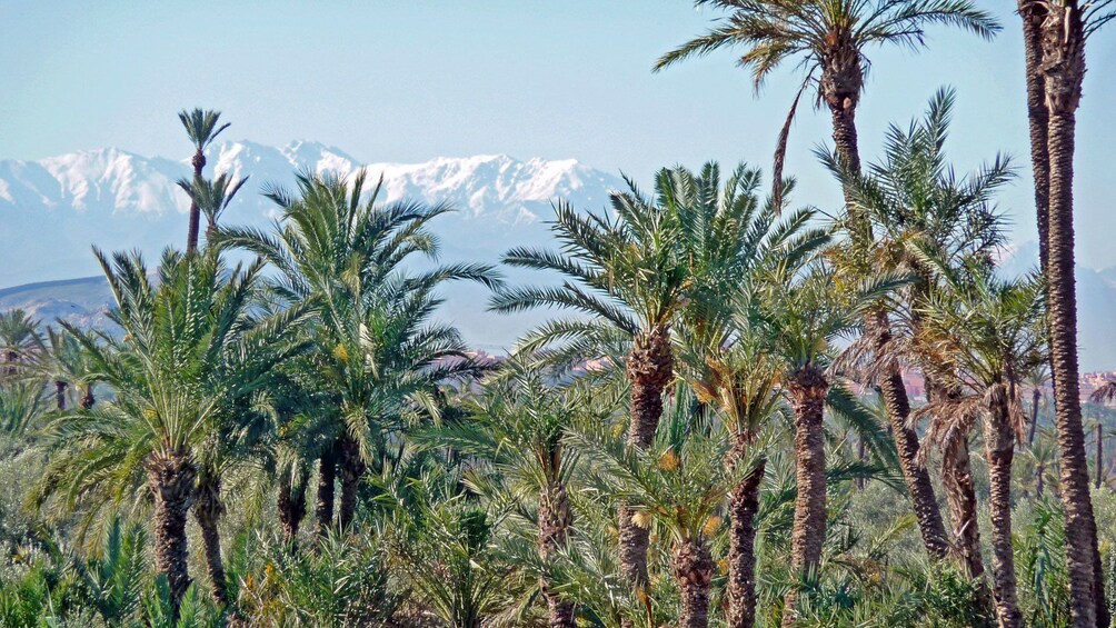 Lush palm grove with mountains in the distance in Marrakech