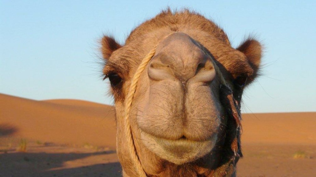 Close-up shot of a camel in Marrakech