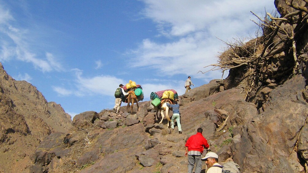 Hiking group with mules ascending the Atlas Mountains in Marrakech