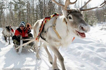 Vip Trip to Reindeer Farm with private guide by Lux car 