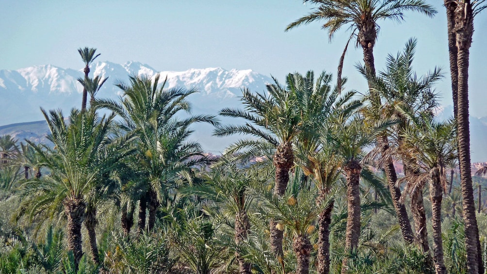 Palm trees with mountains in the distance in Marrakech
