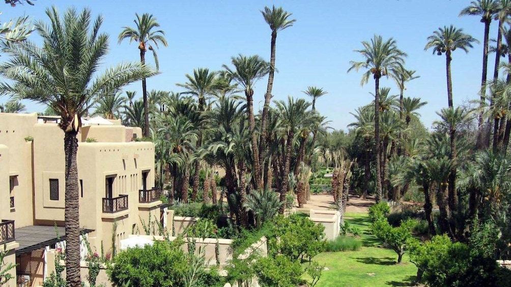 Building and palm trees in Marrakech