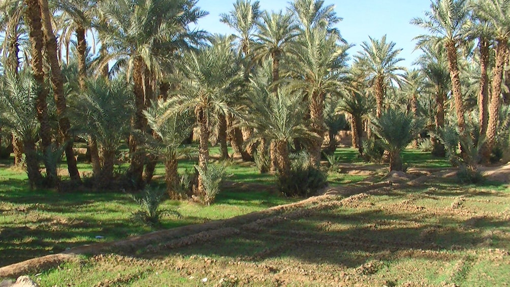 Lush palm grove in Marrakech