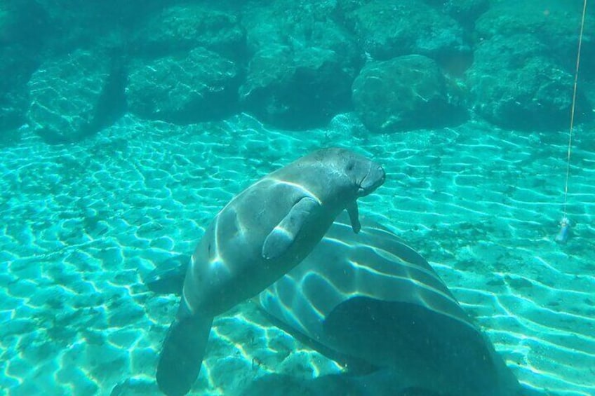 Momma and baby manatee from one of our tours. Too precious!