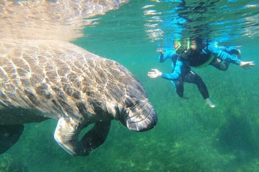 Swim with manatees tour is our most popular tour!